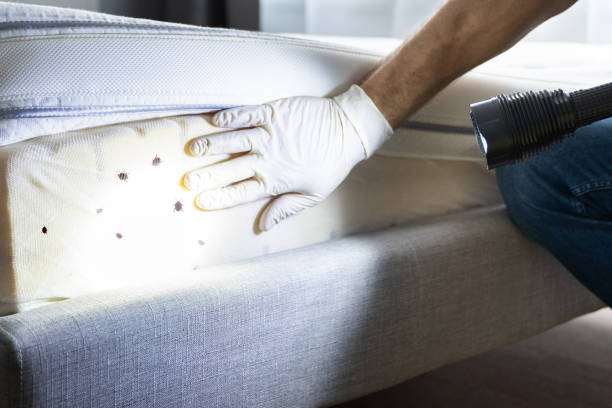 Best Termite Control Services  in Chenoweth, OR